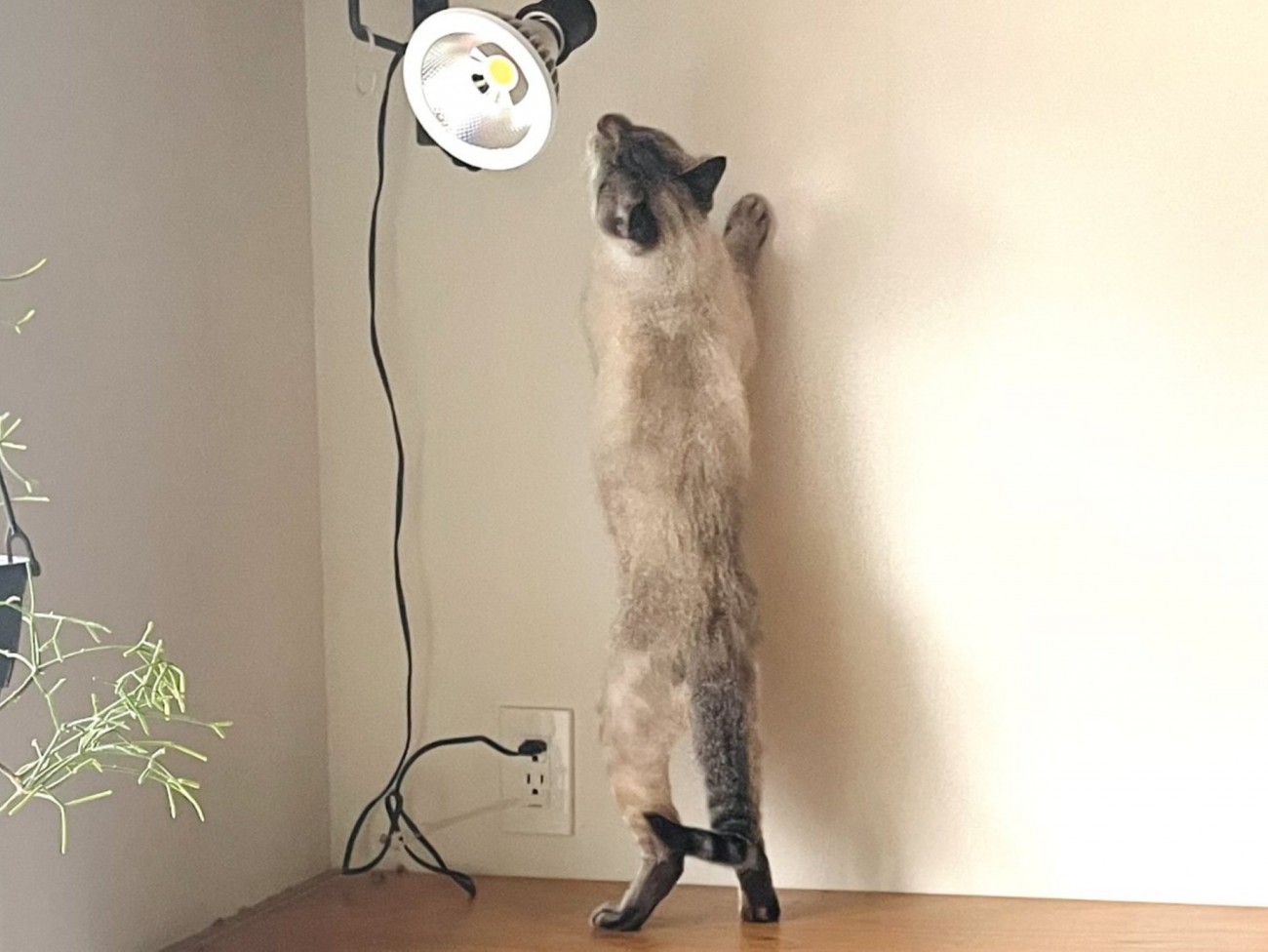 ライトを見ようと背伸びする猫