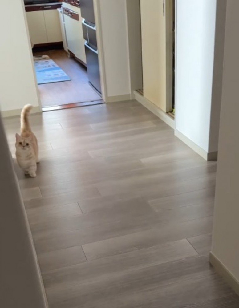 遠くにいる猫と目が合った飼い主