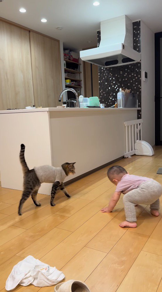 赤ちゃんのそばに歩いてくる猫