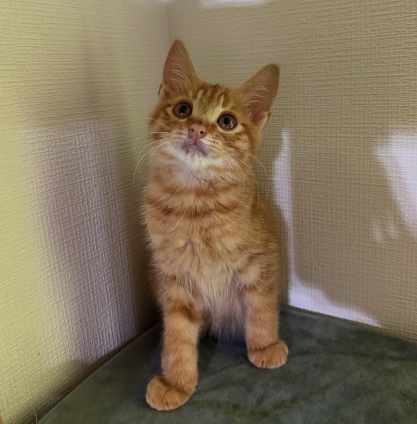 部屋の角でお座りをしている子猫