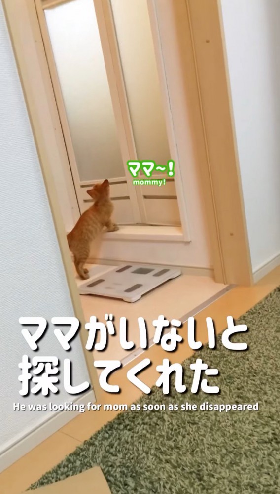 お風呂場の前で鳴く子猫