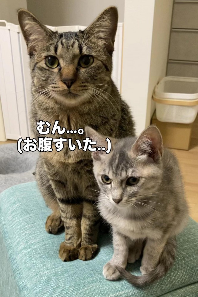 カメラ目線の大きな猫