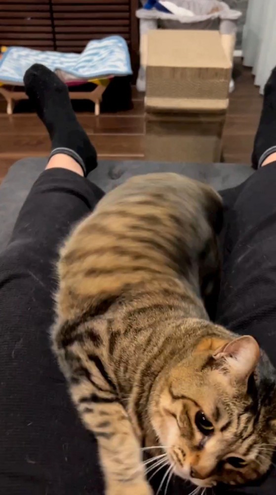 体を捻って飼い主の足の間で方向転換する猫