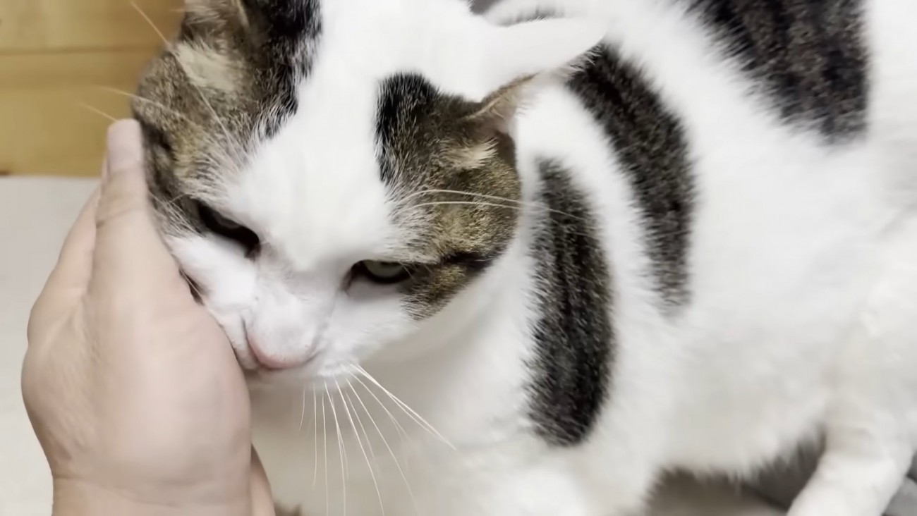 左手に頬を寄せる猫ちゃん