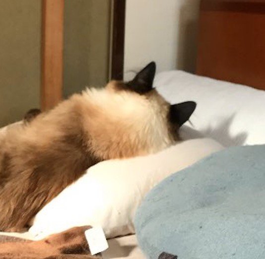 枕に頭を乗せて横になっている白黒猫