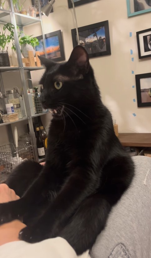 飼い主の腕に前足を置いて口をやや開けている猫