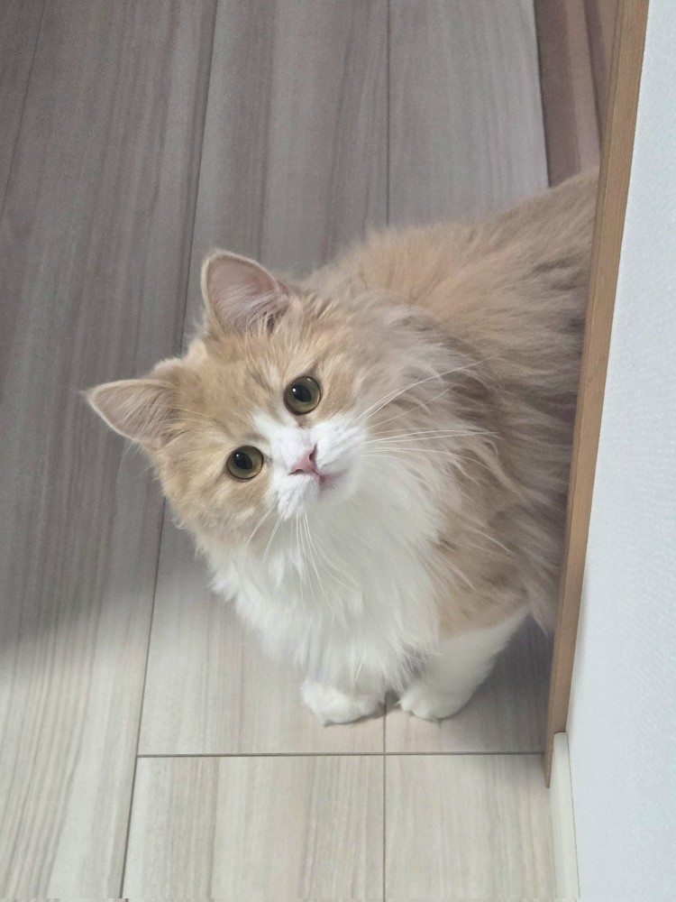 ひょっこり姿を現す猫のマシュちゃん