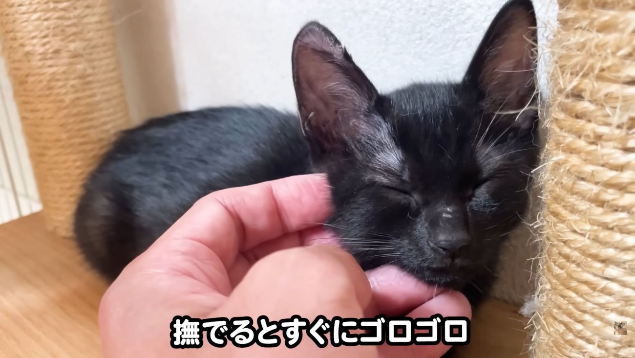 テロップ「撫でるとすぐに～」