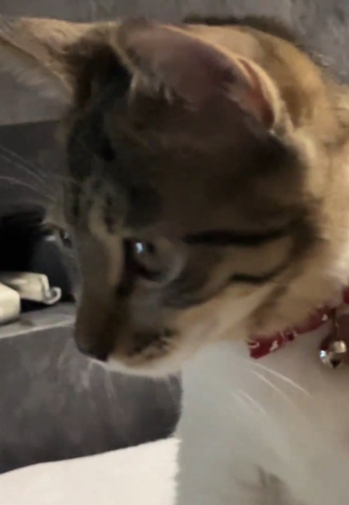 近くまで来た猫