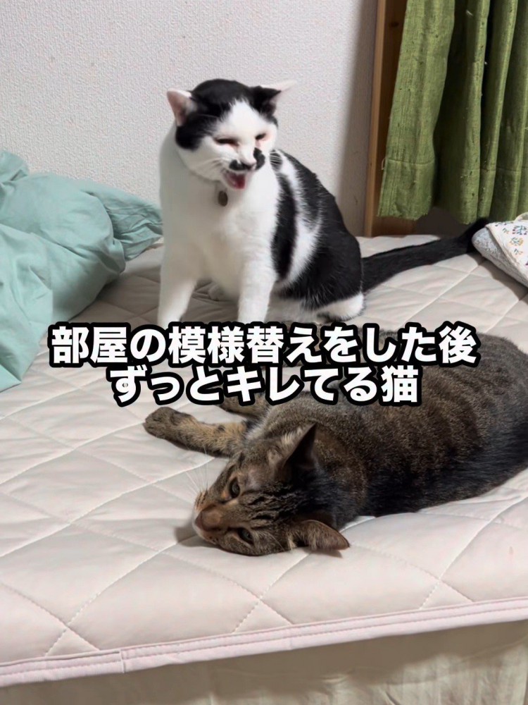 座って鳴いている猫