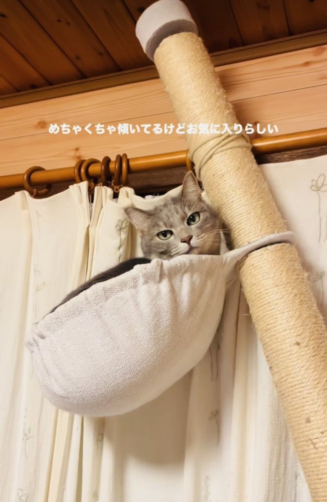 キャットタワーのハンモックで寛ぐサバトラ猫