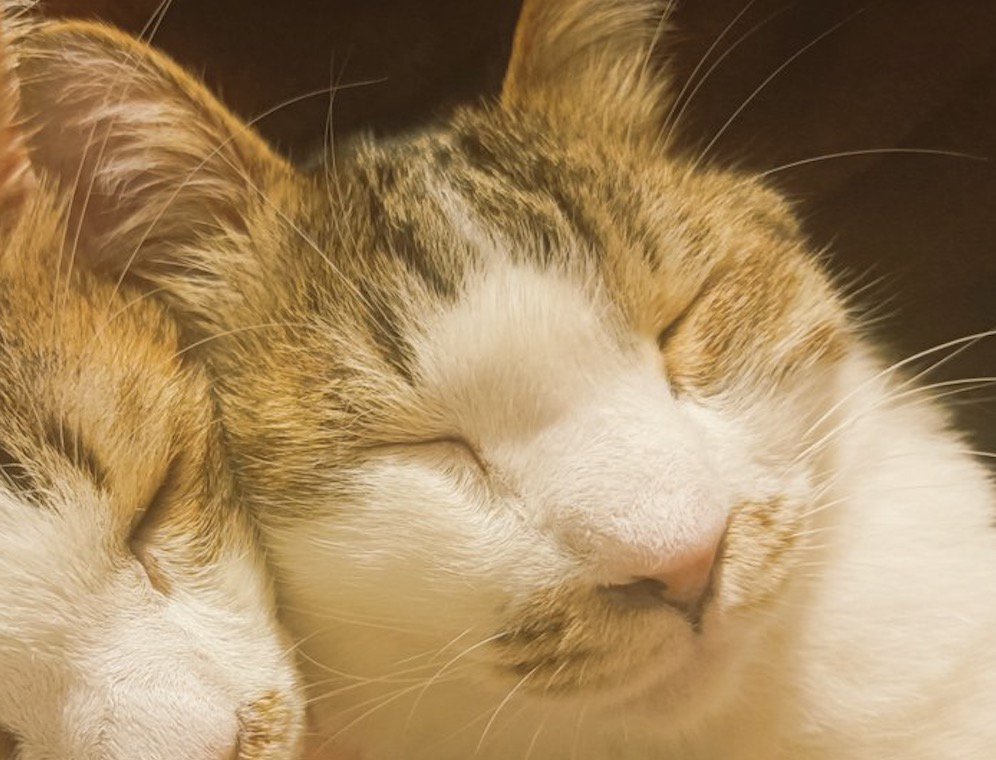 兄弟猫にもたれかかって目を閉じている猫
