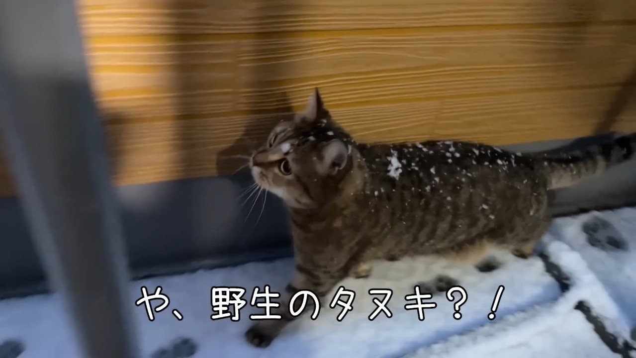 や、野生のタヌキ？！