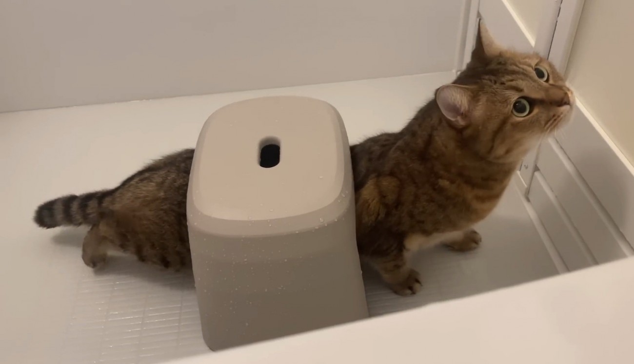 伸びをする猫