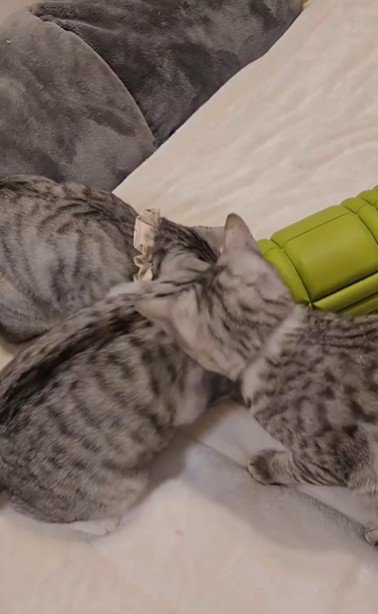 ローラーで遊んでいる3匹の猫