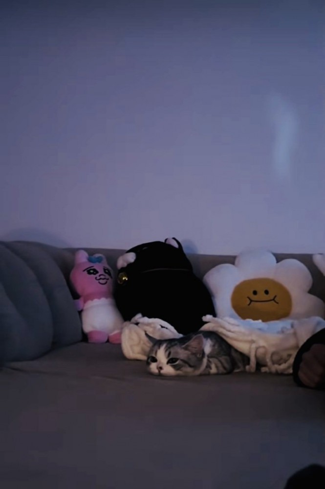 ソファに寝そべるミヌエット