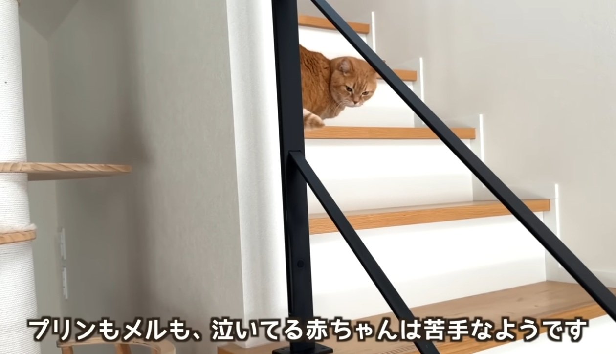 物陰に隠れて様子を見る猫