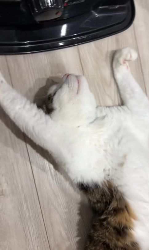 ひっくり返っている猫の半身