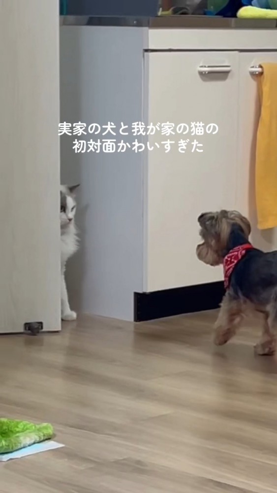 猫さんに歩み寄る犬さん