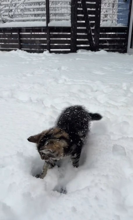 雪の中で遊ぶノルウェージャンフォレストキャット