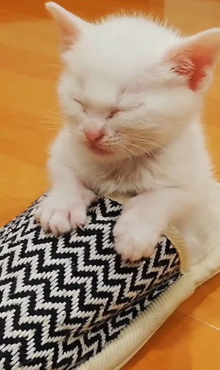 スリッパで寝る子猫