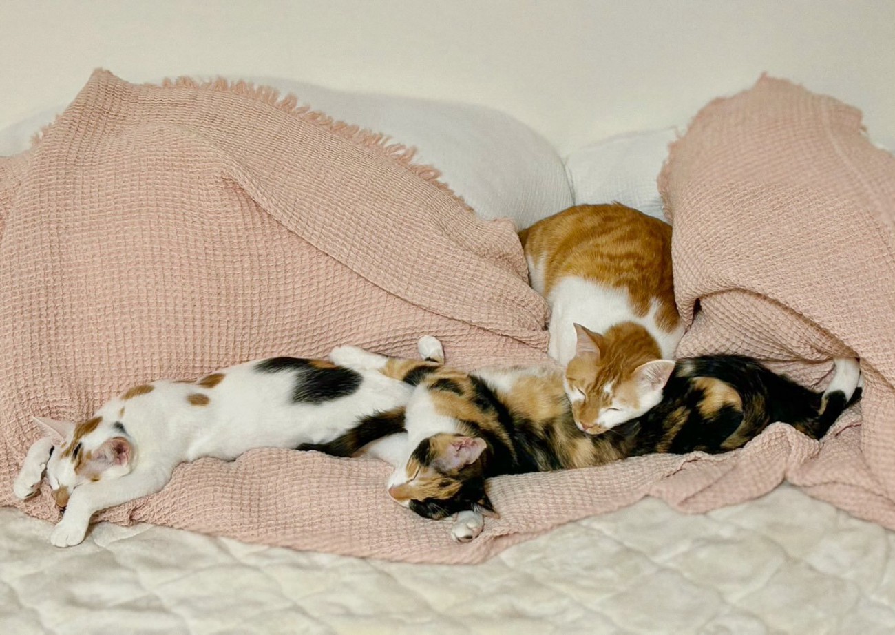 寝ている4匹の猫