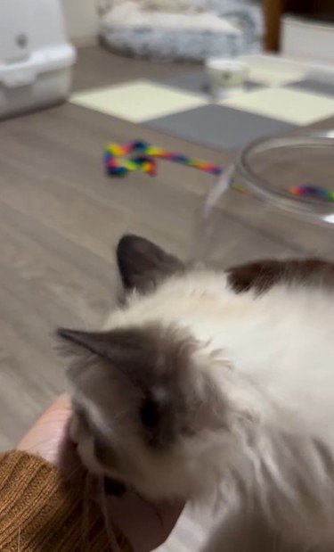 手のひらの上におやつを乗せた人とおやつを食べようとしている猫