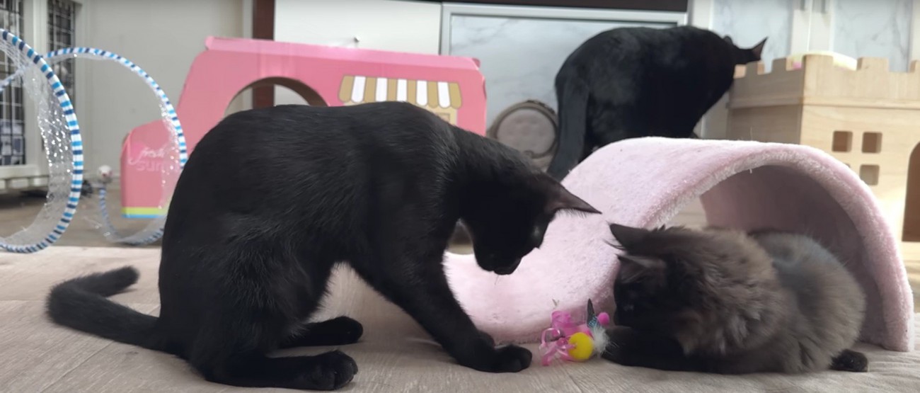 遊んでいる子猫たち