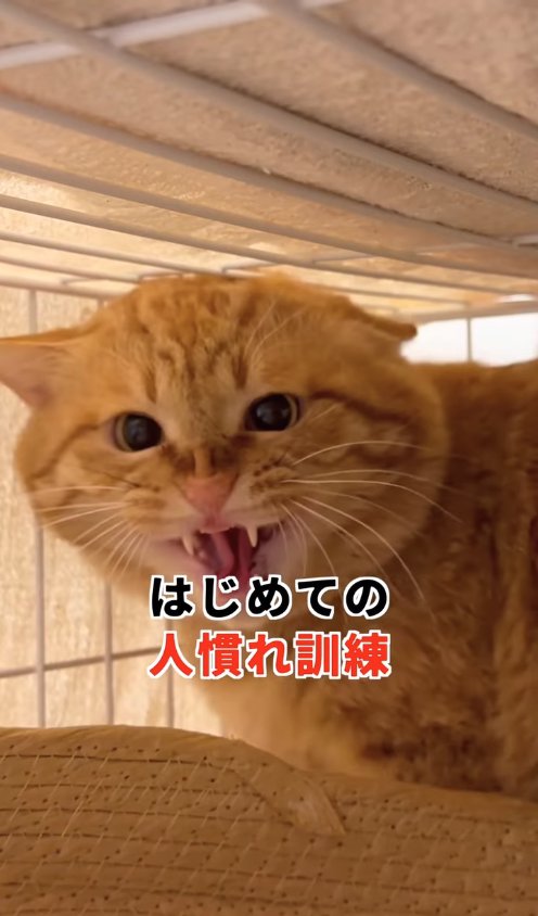 ケージの中で威嚇している猫