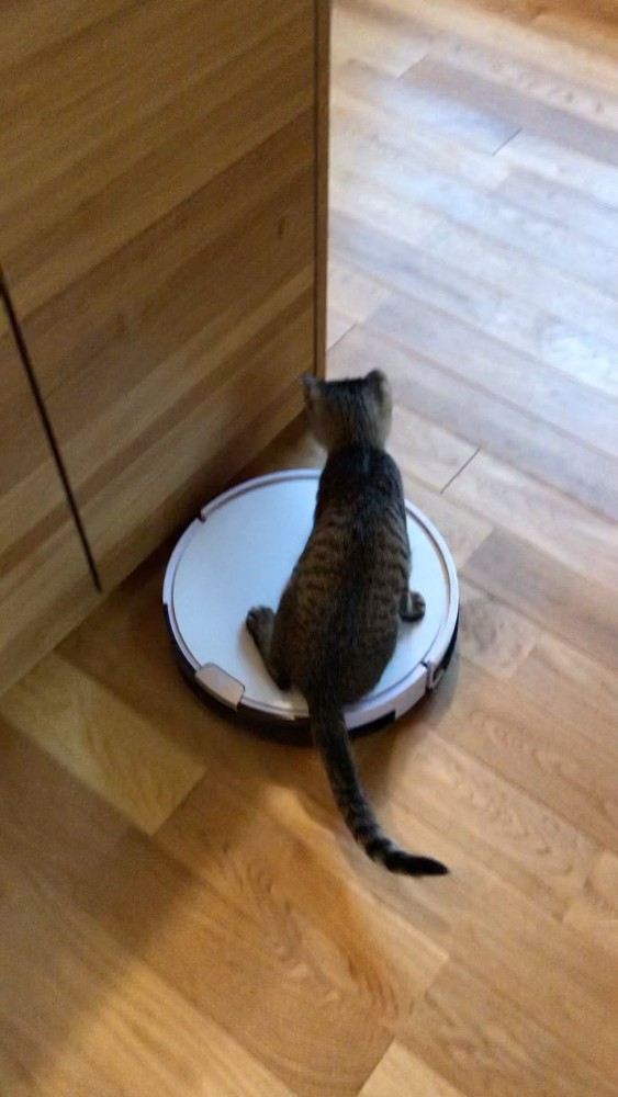 自動掃除機に乗っている猫