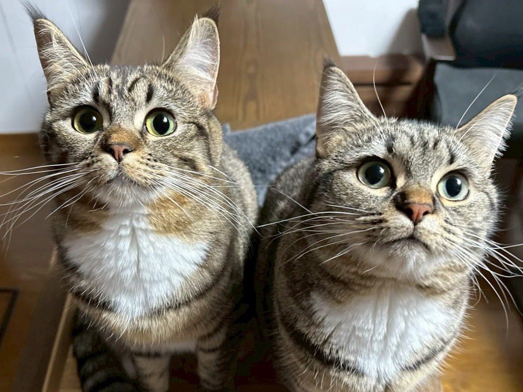 期待に満ちた表情で飼い主を見上げる2匹の猫