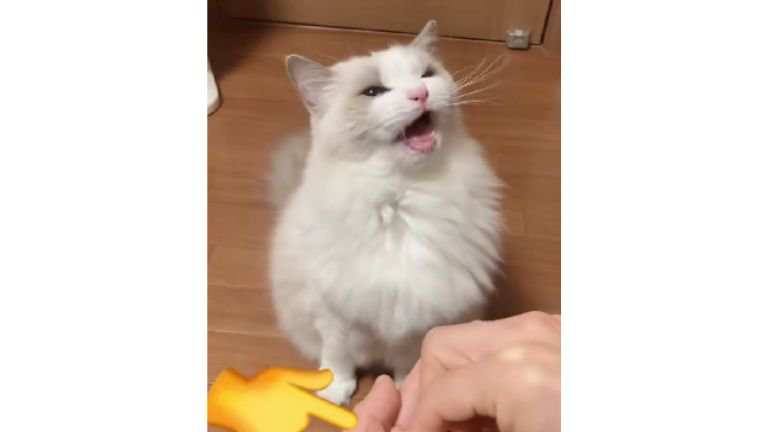 カリカリを食べる猫