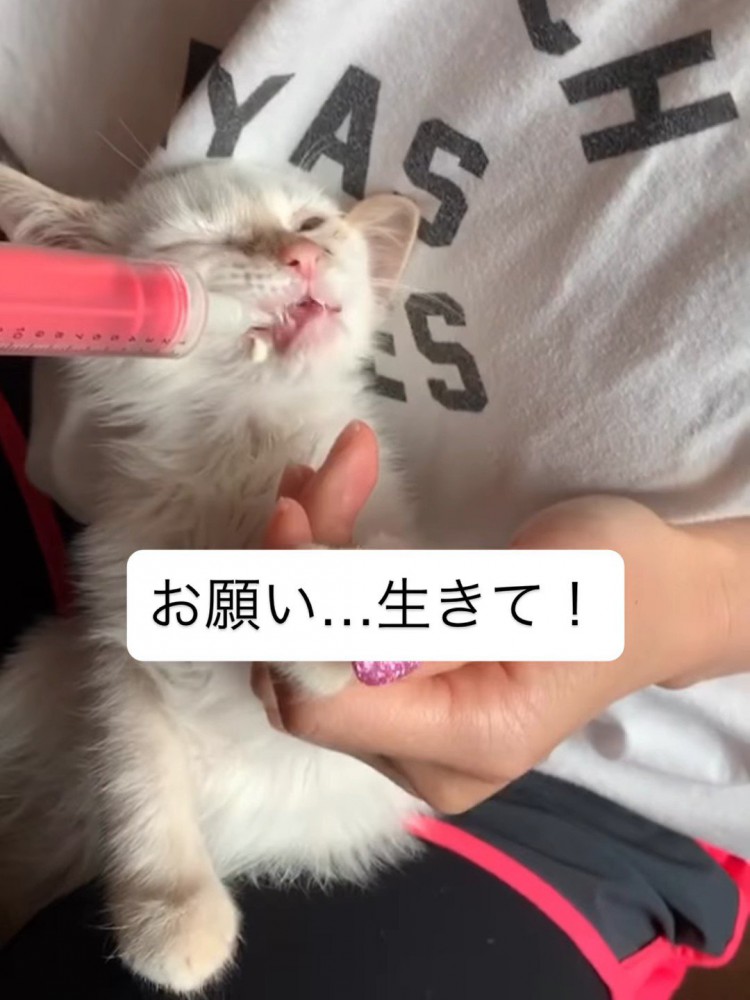 ごはんを食べさせてもらう子猫