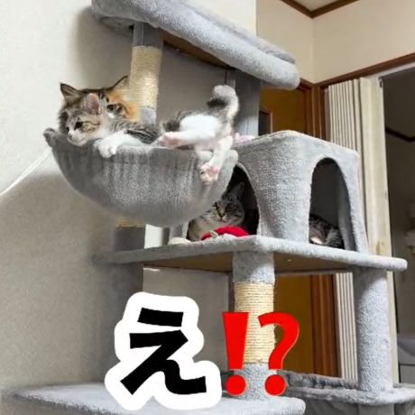 ボウル型ベッドで横になる三毛猫の上に乗るキジトラ白の子猫