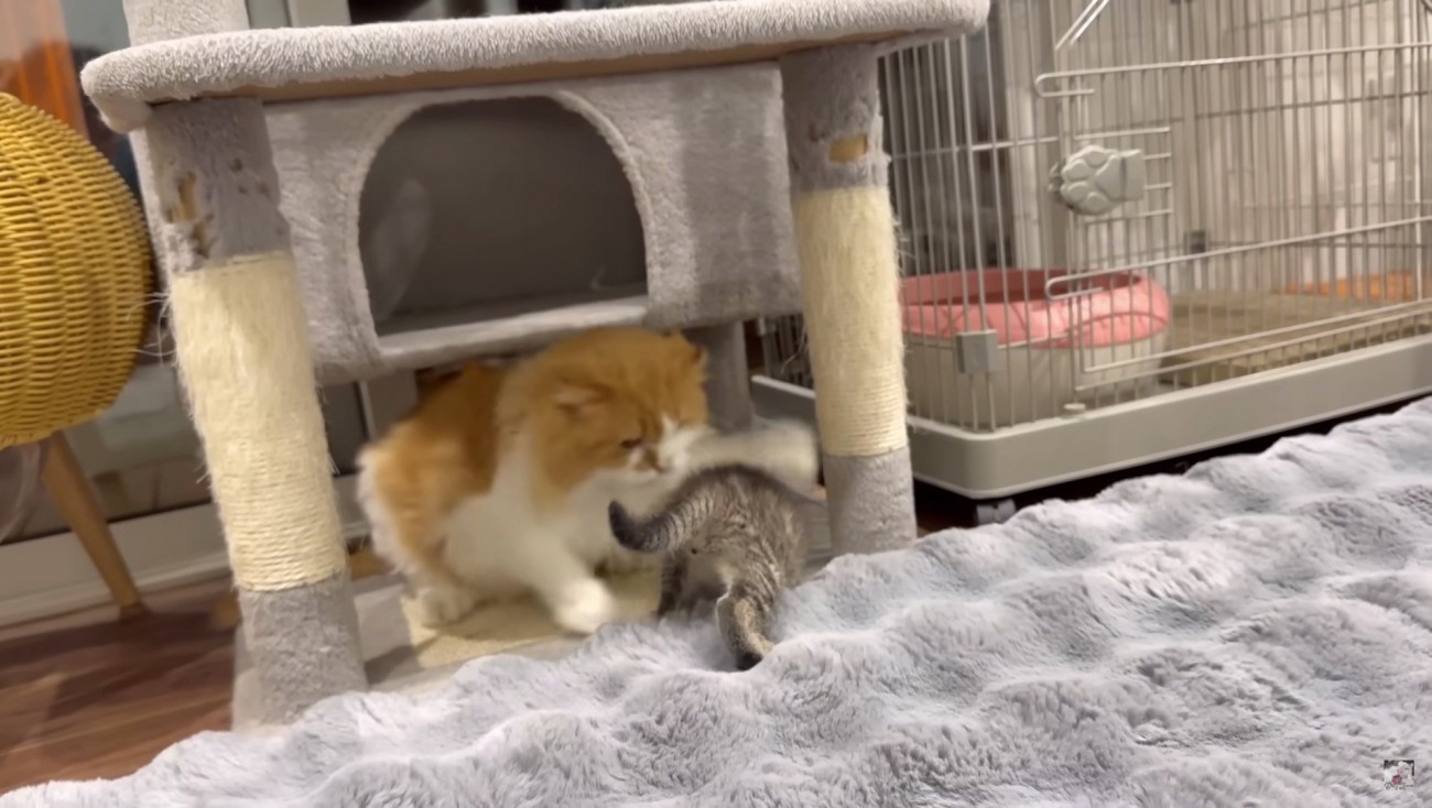 猫パンチする金太郎