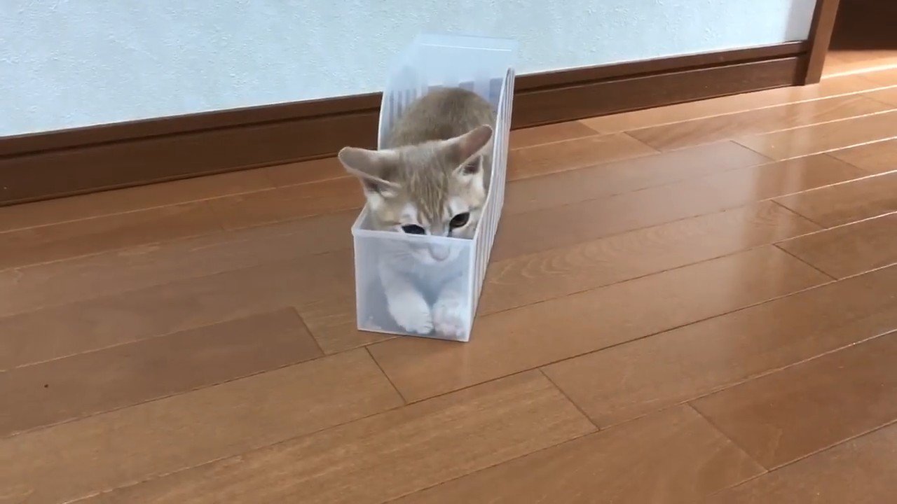ケースに入っている猫