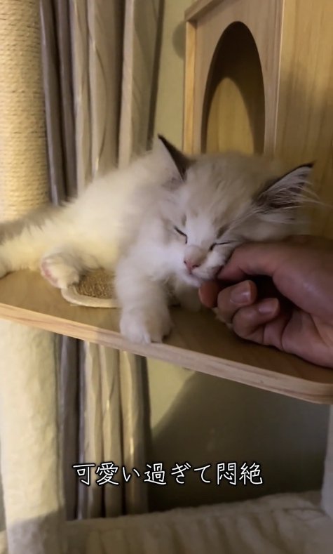 キャットタワーの上で眠る子猫