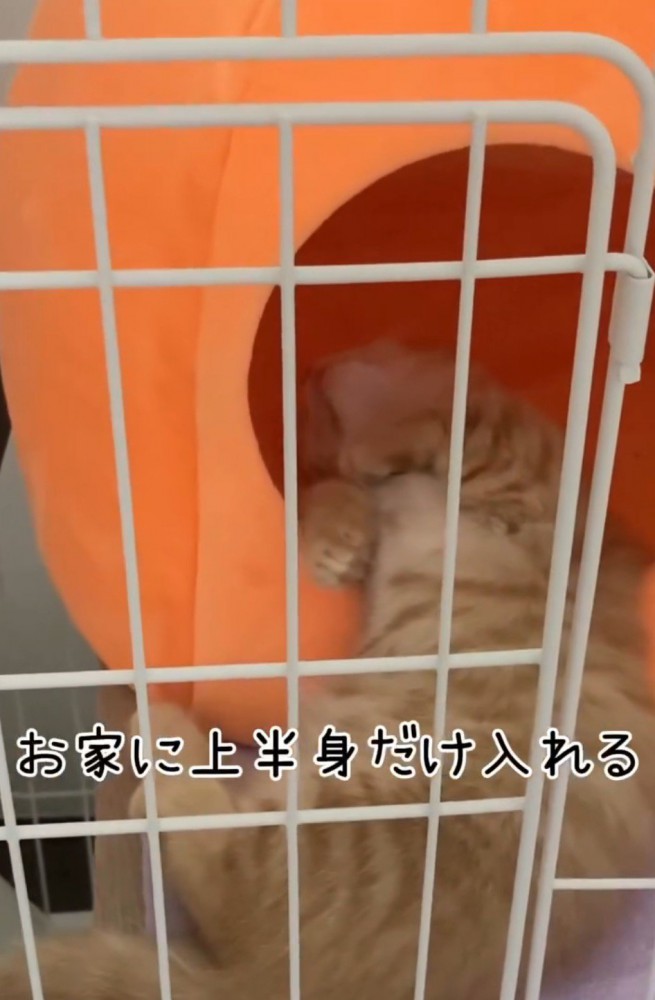 ペットハウスに上半身だけ入れて眠る猫