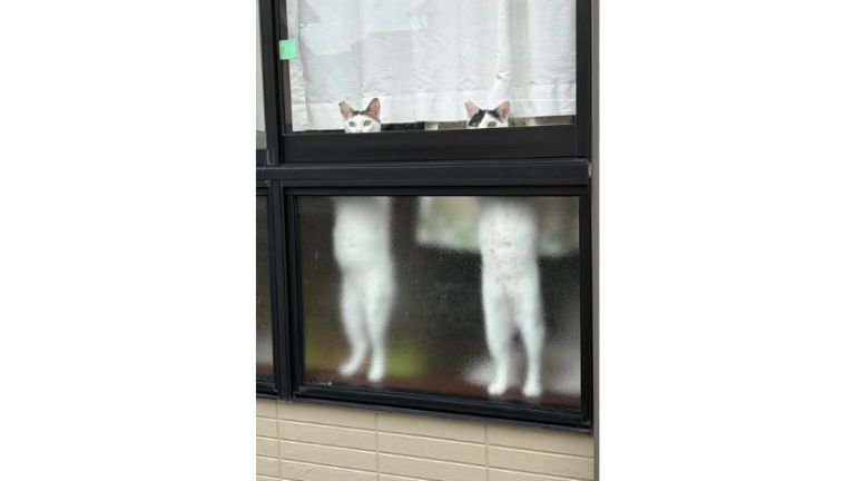 窓際にいる猫