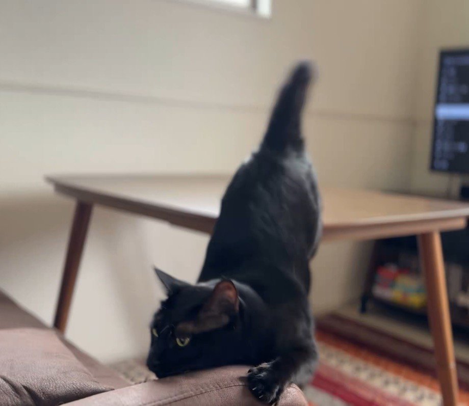 足を踏み外してソファの肘掛けにアゴをぶつける黒猫