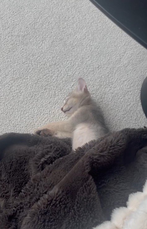 毛布で眠る子猫