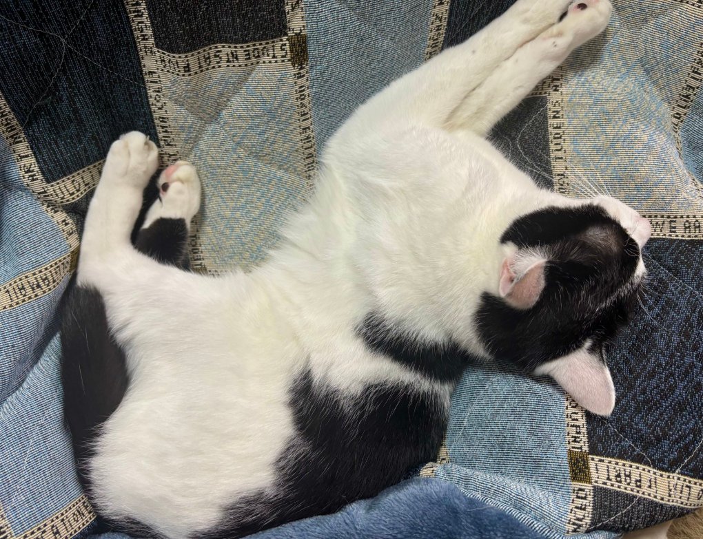 猫が反り返りながら前脚を伸ばす