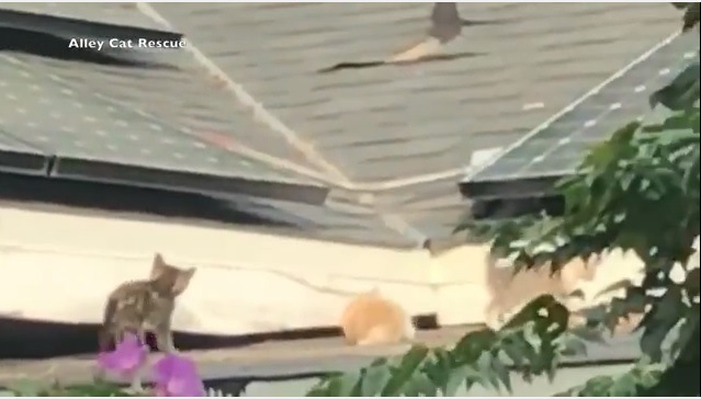 屋根の上に住み着いた13匹の野良猫ファミリーを保護団体が救助！