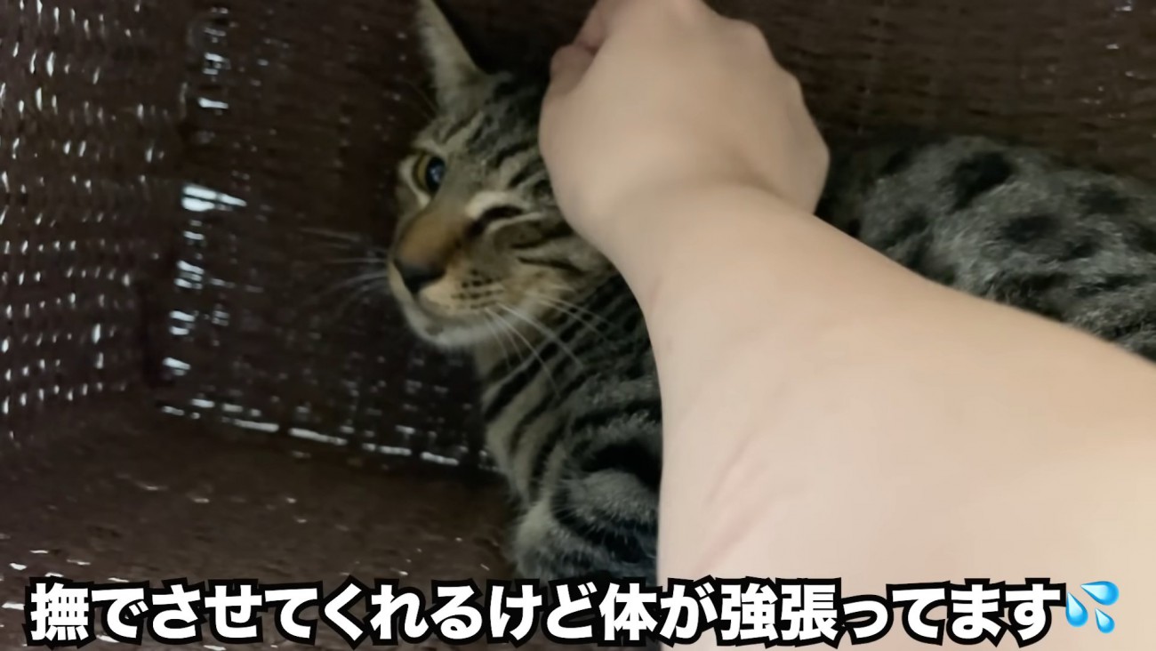 頭をなでられる猫