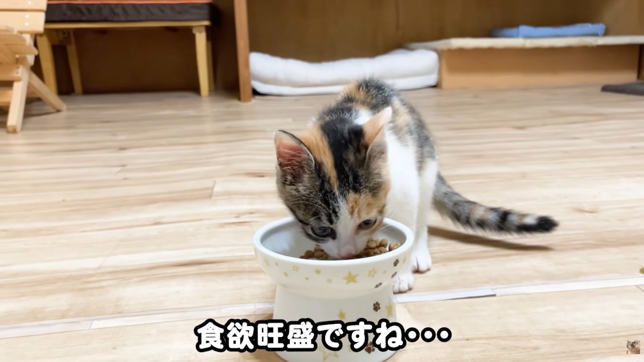 テロップ「食欲旺盛ですね」