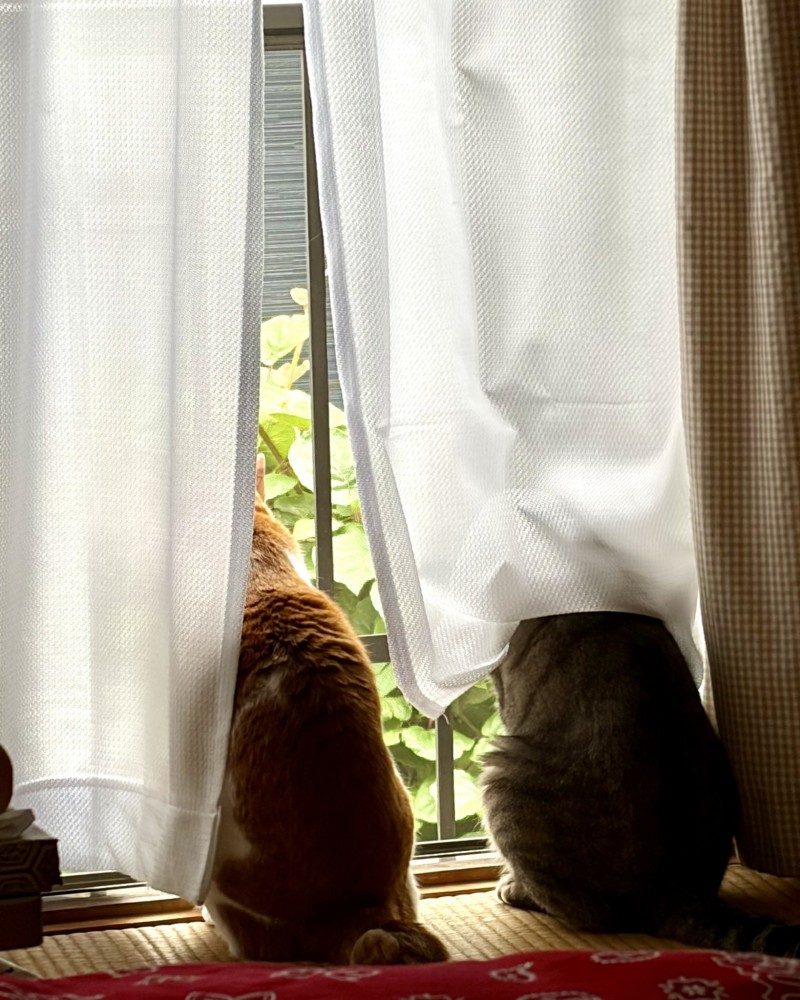 窓の外を見つめる茶白猫とキジトラ猫の背中