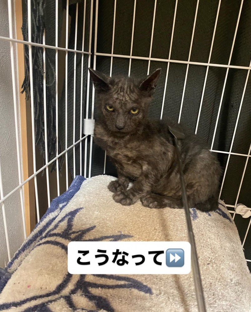 遠くに座り込む猫