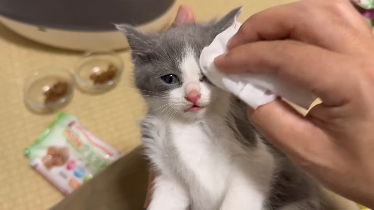 顔を拭かれる白グレーくん