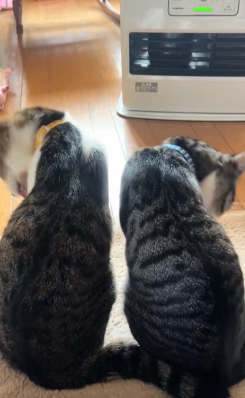 並んで座って自分の毛づくろいをしている2匹の猫