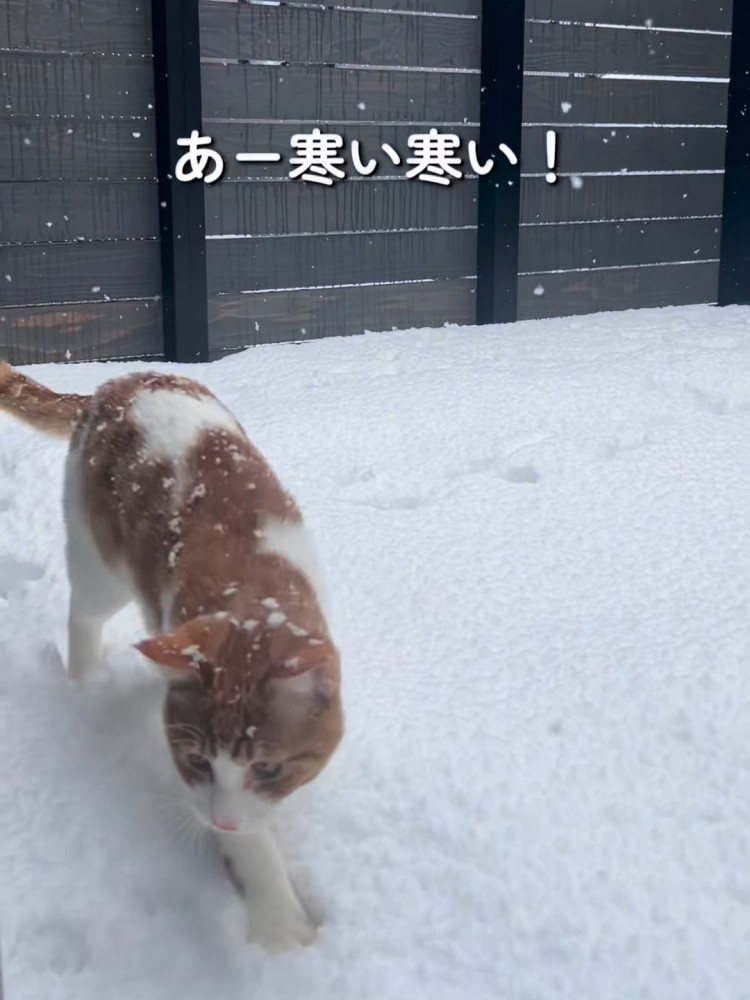 雪の上を歩いてきた猫